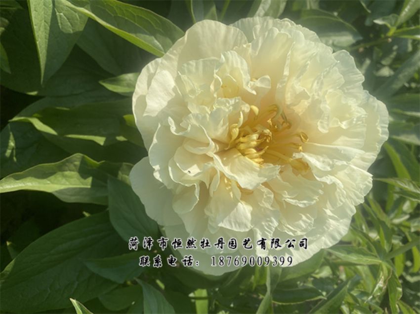 点击查看详细信息<br>标题：进口芍药 阅读次数：448