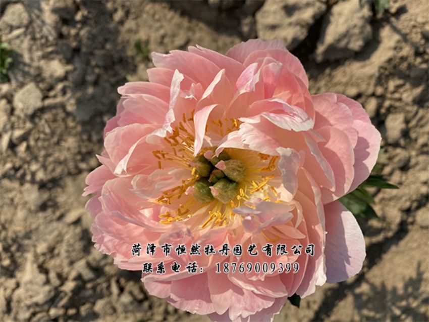 点击查看详细信息<br>标题：进口芍药 阅读次数：445
