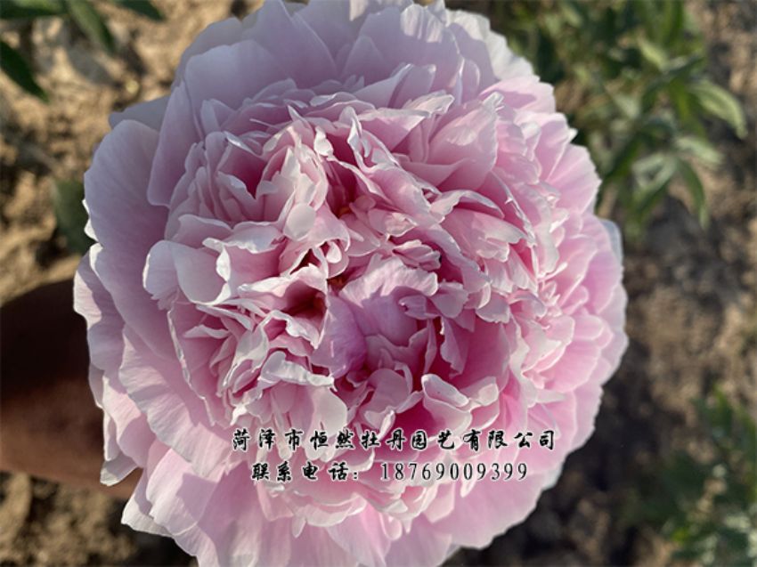 点击查看详细信息<br>标题：进口芍药 阅读次数：438