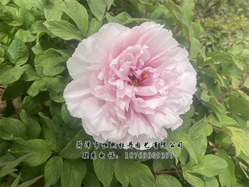 点击查看详细信息<br>标题：进口芍药 阅读次数：422