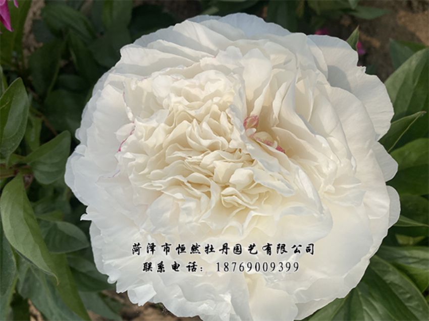 点击查看详细信息<br>标题：进口芍药 阅读次数：454