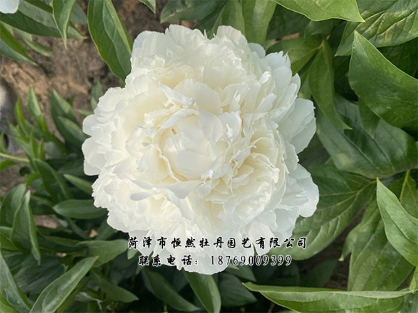 点击查看详细信息<br>标题：进口芍药 阅读次数：438