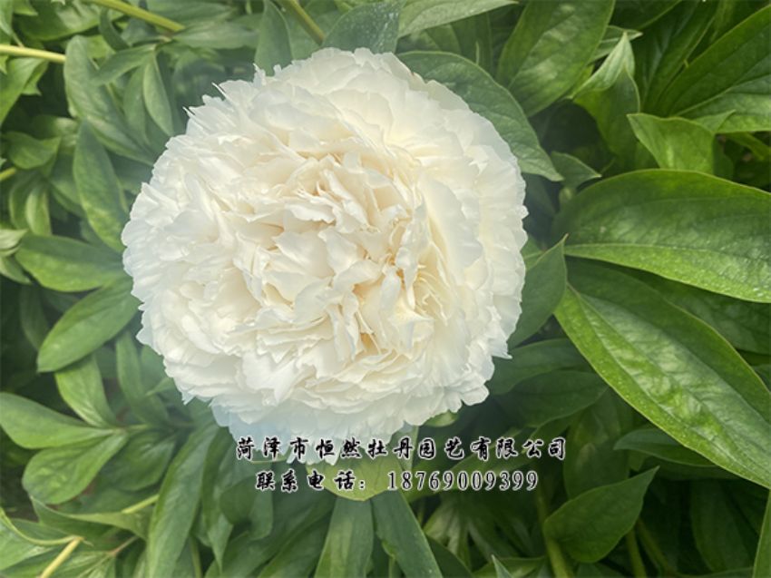 点击查看详细信息<br>标题：进口芍药 阅读次数：445
