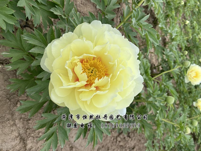 点击查看详细信息<br>标题：进口芍药 阅读次数：411