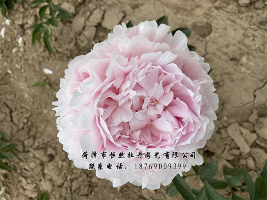 点击查看详细信息<br>标题：进口芍药 阅读次数：425