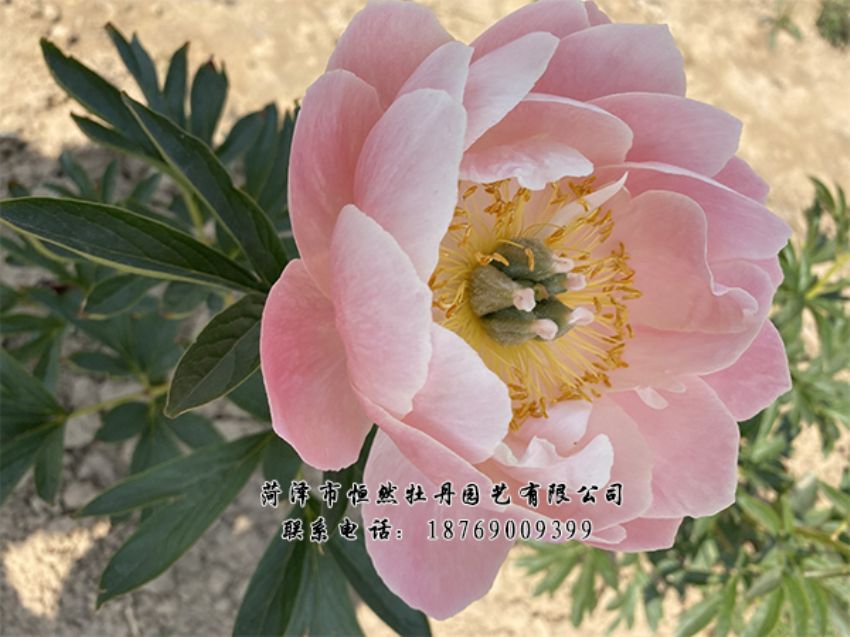 点击查看详细信息<br>标题：进口芍药 阅读次数：425