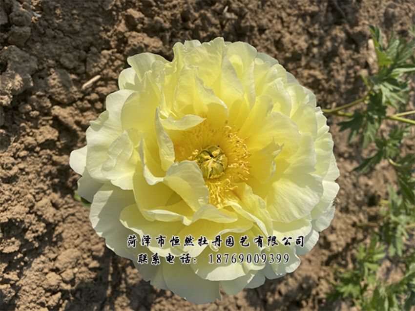 点击查看详细信息<br>标题：进口芍药 阅读次数：416