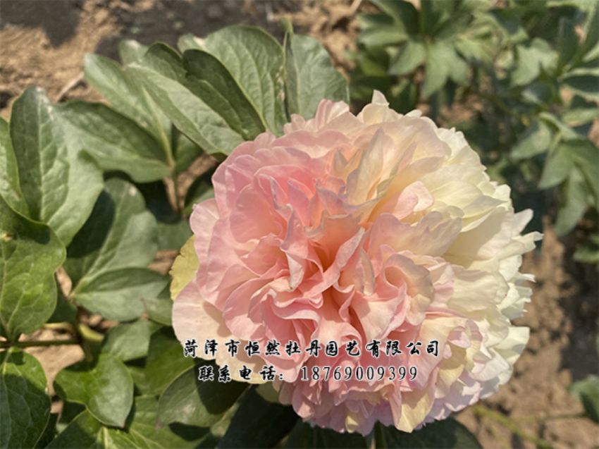 点击查看详细信息<br>标题：进口芍药 阅读次数：442